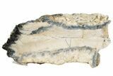 Mammoth Molar Slice with Case - South Carolina #230947-1